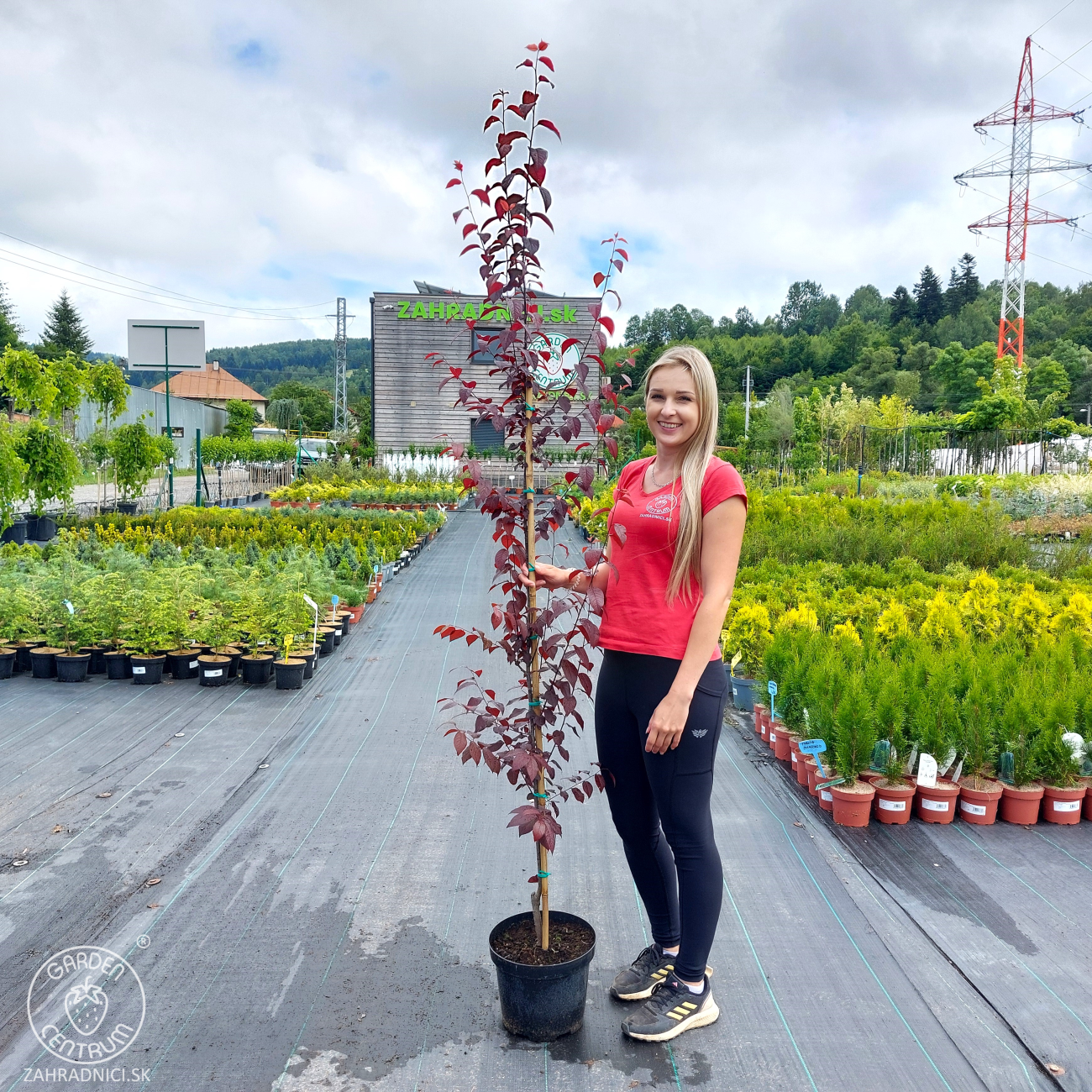 Obrázok Slivka čerešňoplodá (Prunus cerasifera) ´PISSARDII´ - výška 200-250 cm, kont. C10L